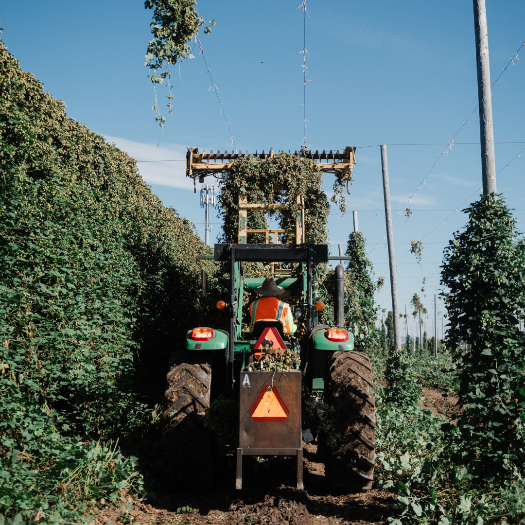 hop harvester at work in hop field