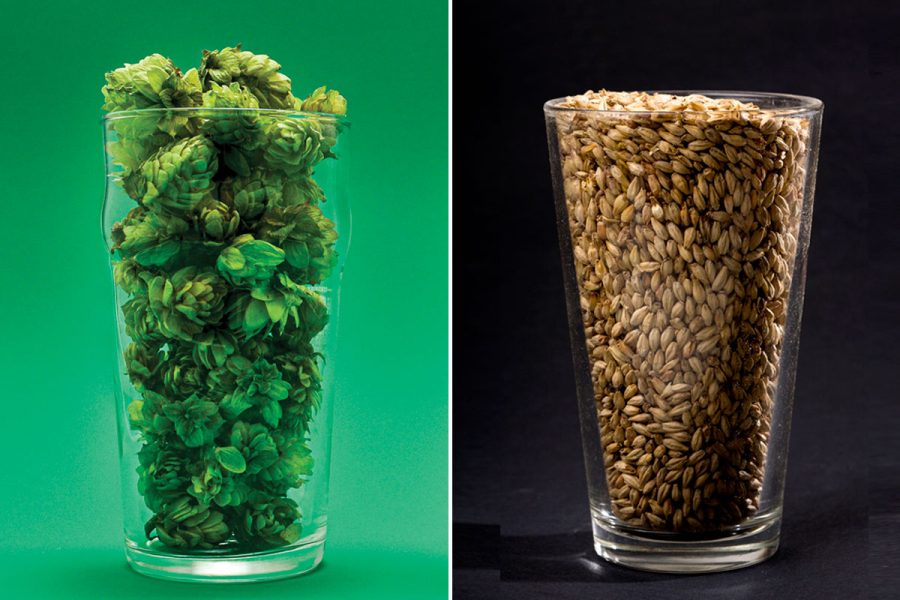 glass of hops and glass of malted barley