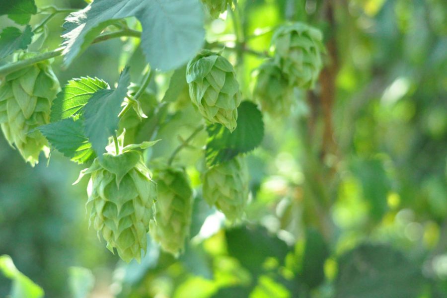 hop selection guidelines hero
