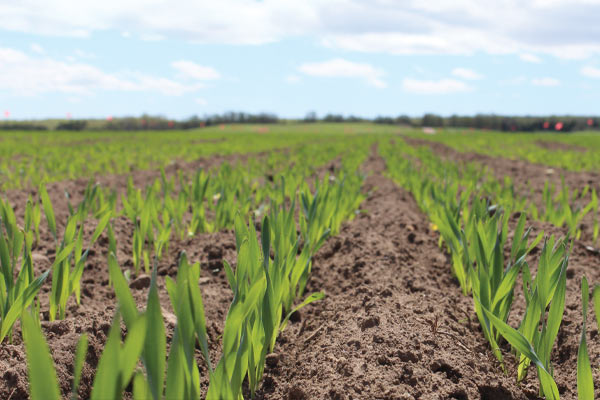 Jan Feb The New Brewer Climate-Smart Barley