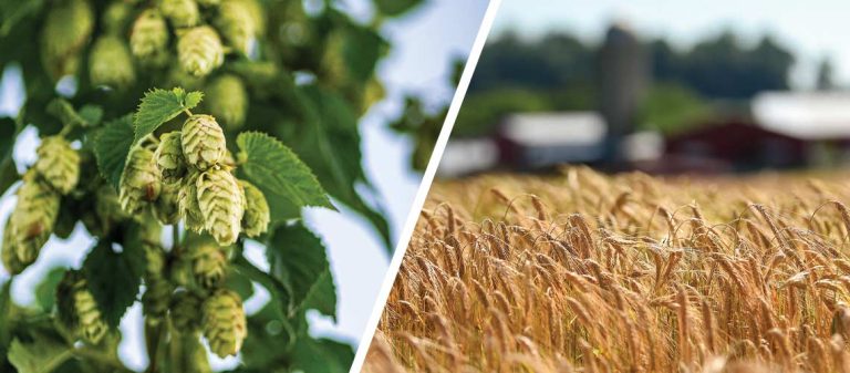 The New Brewer Nov Dec 2024 Harvest Reports