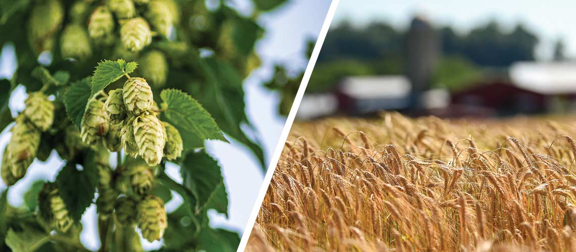 The New Brewer Nov Dec 2024 Harvest Reports