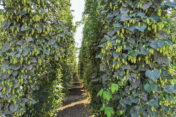 The New Brewer New Hops