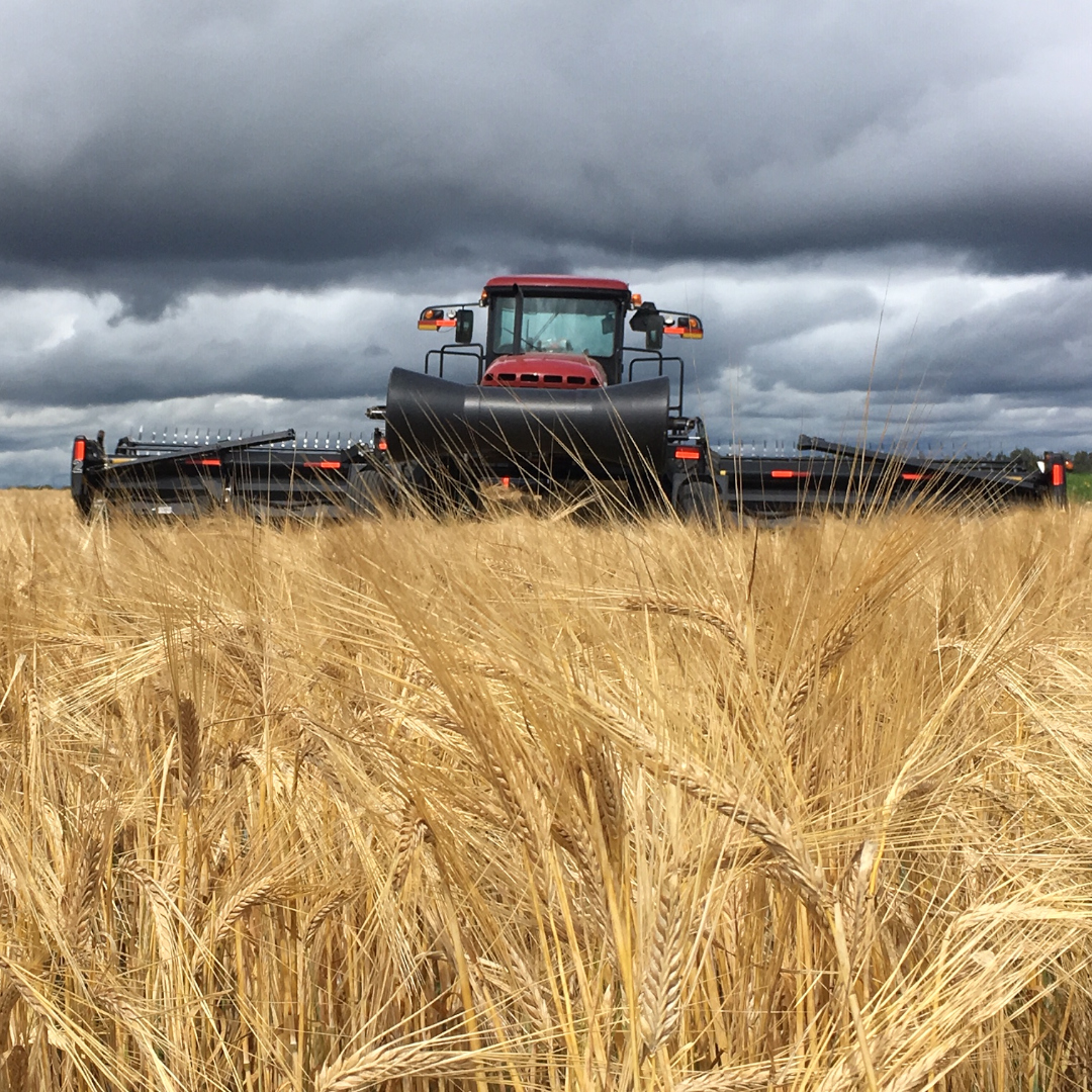combine harvester in barley field