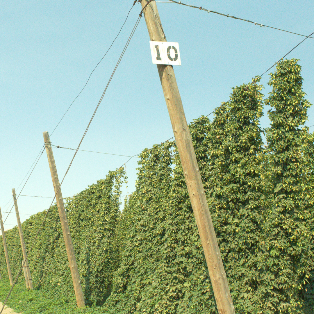 hop bines on farm